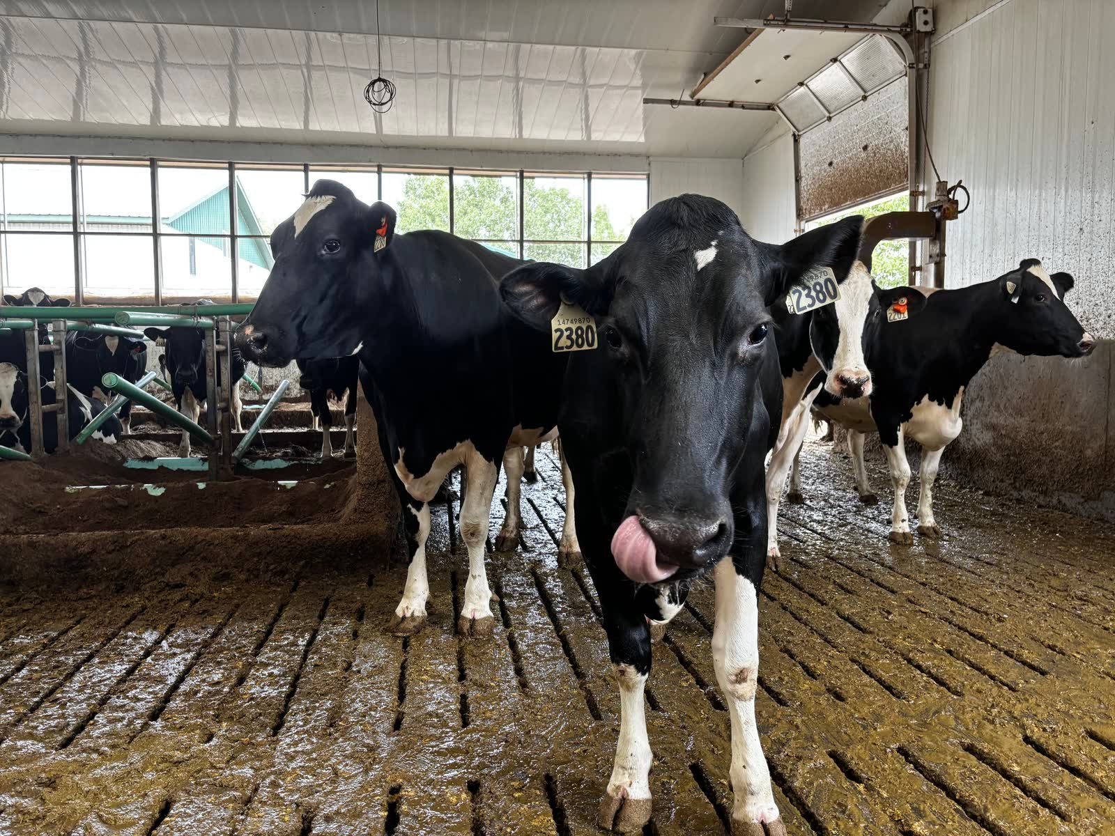 Dairy farm, Red Deer County